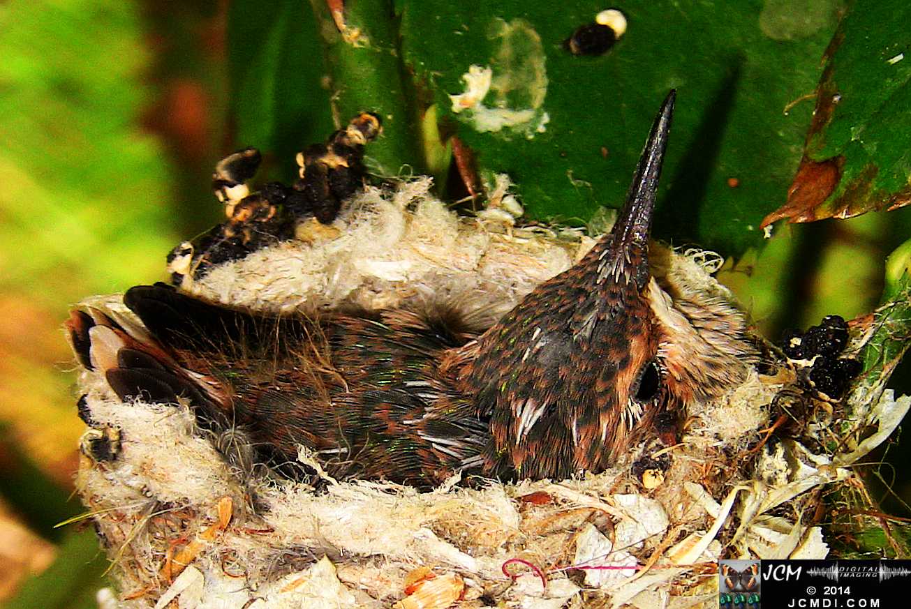 Allens Hummingbird chick and nest image 3-26-2014